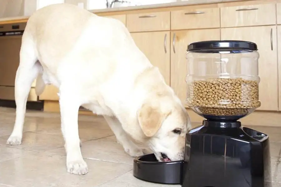 timed dog feeder