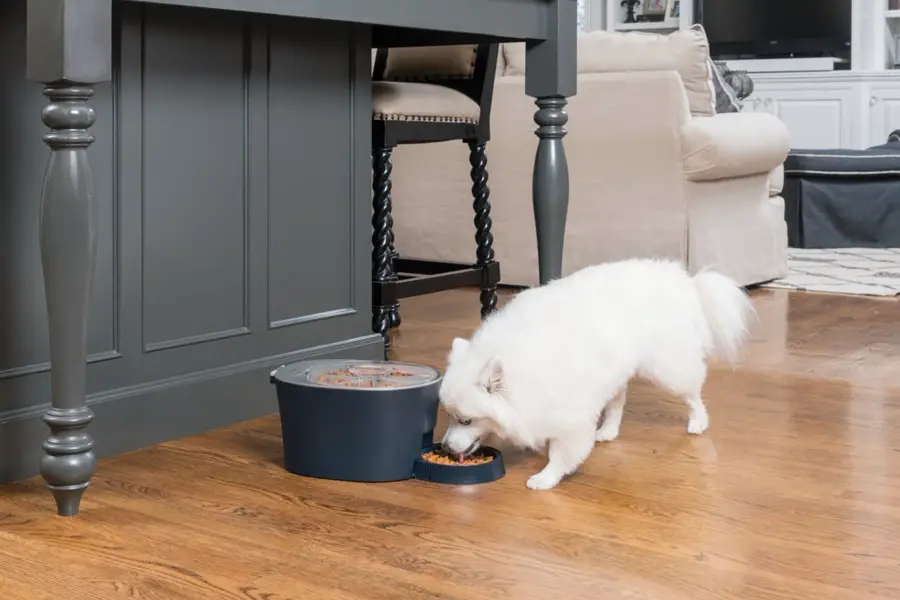 2020 Best Dog Automatic Feeders Reviews Top Rated Dog Automatic