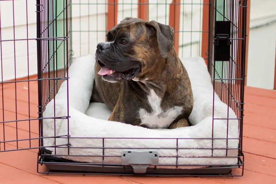 large dog crate mattress