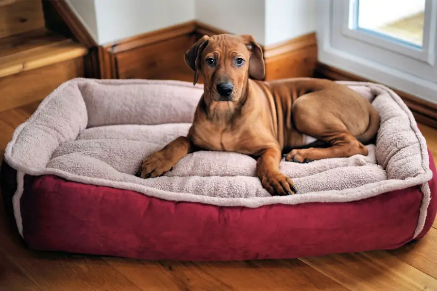 dog bed with top cover