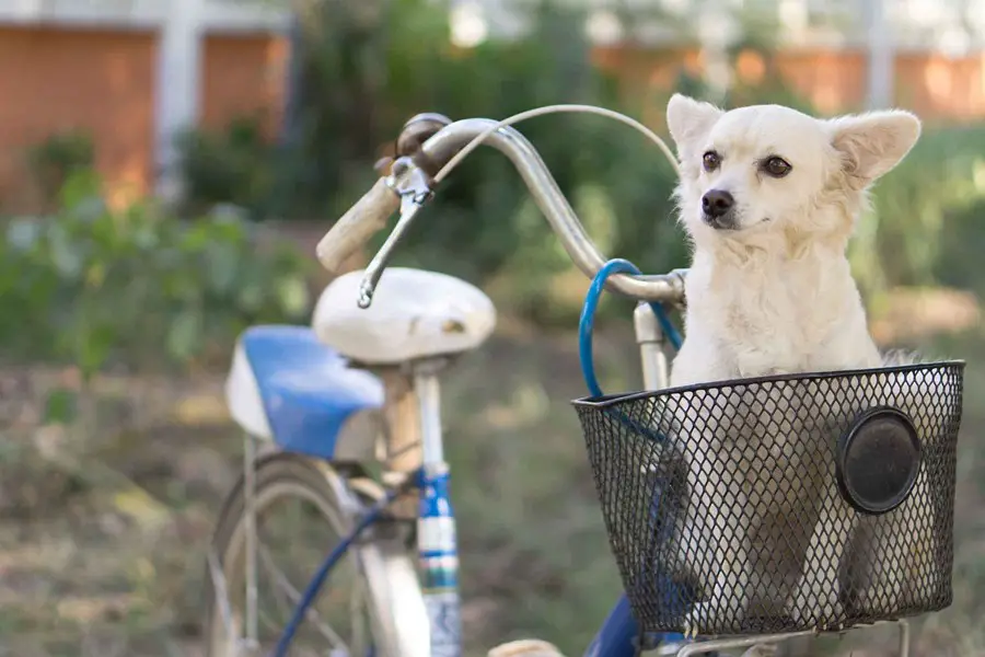 pet gear 3 in 1 bike basket