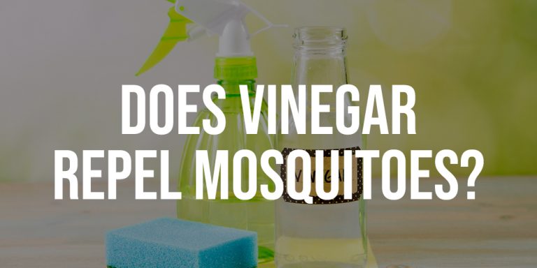 does-vinegar-repel-mosquitoes-bestconsumerreviews